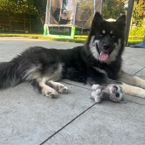 Meet your Posher, Juliet